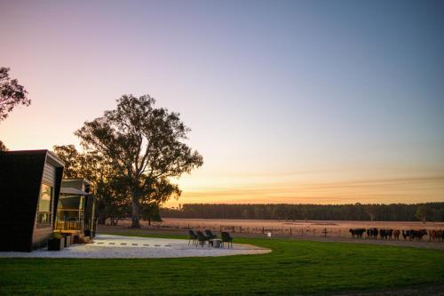 a group of cows standing in the grass near a lake at Warrawindi Escapes in Penola