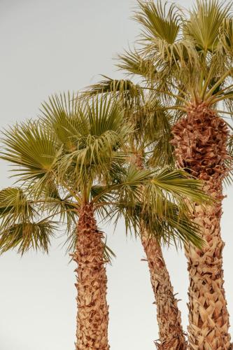 two palm trees standing next to each other at Hope Springs Resort in Desert Hot Springs