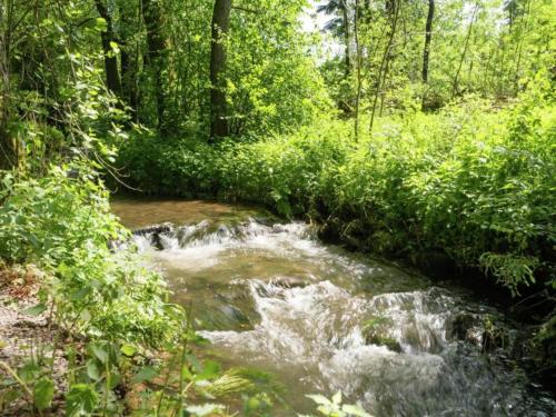 a stream in the middle of a forest at Comfortable Chalet in Ovifat near Ski Lift in Waimes