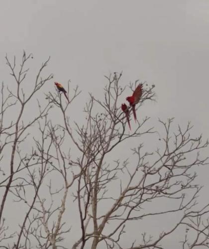 two birds perched on top of tree branches at Paradise just outside San Jose! in Orotina