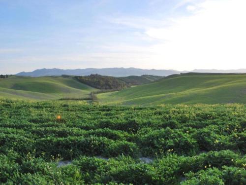 a green field with bushes and mountains in the background at Peccioli Villa Retreat w Pool in Peccioli