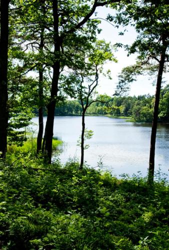 a view of a river with trees in the foreground at Ekebacken Hotell & Konferens in Markaryd