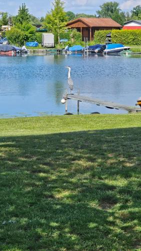 a white bird standing on a rail near a lake at Ferienwohnung Zur Ziegelei in Groß Kreutz
