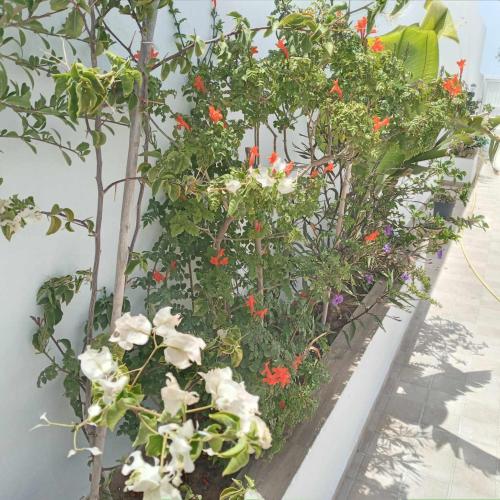 a row of plants with red and white flowers at Villa sweet Djerba A 5km de la plage et de centre Midoun in Arkou