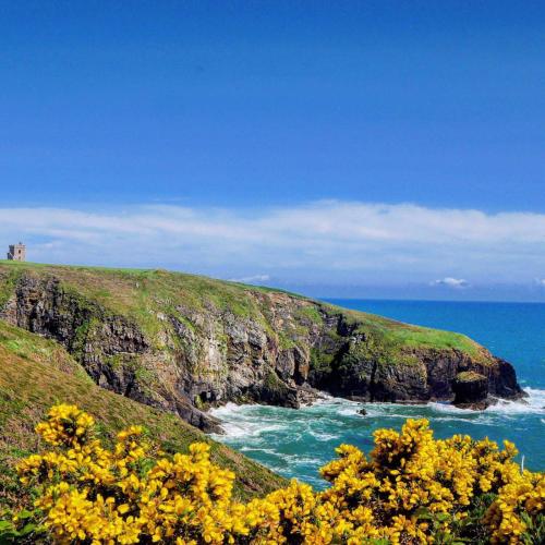 a view of the ocean from a cliff with yellow flowers at Newtown Farm Country House in Ardmore