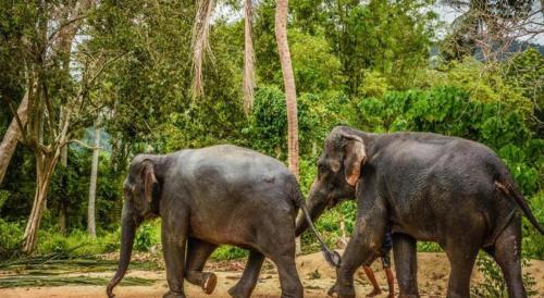 two elephants are walking next to each other on a dirt road at Sea Suite Villa in Chaweng