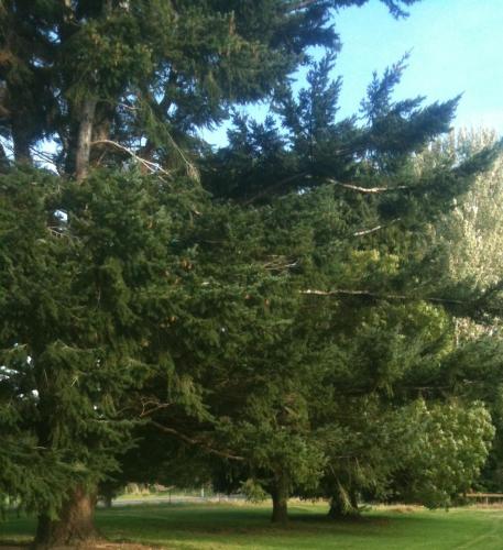 a group of pine trees in a park at Taringatura Backpackers in Pukearuhe