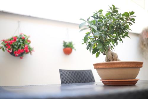 a potted plant sitting on top of a table at 49 Downtown Pompeii in Pompei