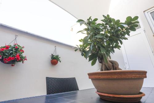 a table with a potted plant and two hanging plants at 49 Downtown Pompeii in Pompei