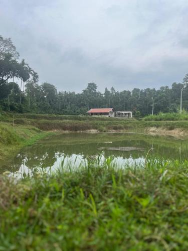 a large field with a house in the background at Doddagadde Stays - Near to Ettina Bhuja trekking in Mudigere