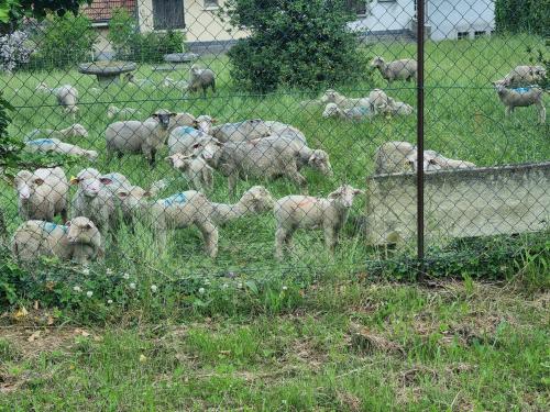 a herd of sheep in a field behind a fence at Chez Marilou in Arcens