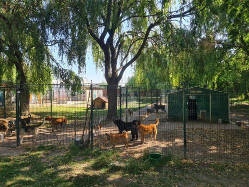 a group of animals standing in a pen in a zoo at Havko, Kendereš 309, Jatov 