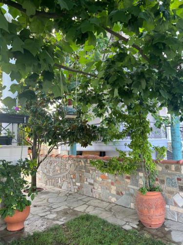 Κήπος έξω από το Villa VG