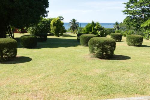 a group of bushes in a grass field at Hotel Nautile in Sainte Marie