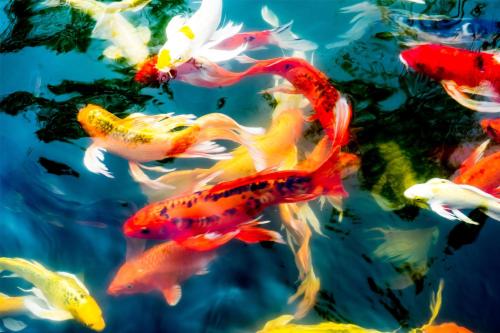 a group of koi fish swimming in the water at Radisson Blu Pune Hinjawadi in Pune