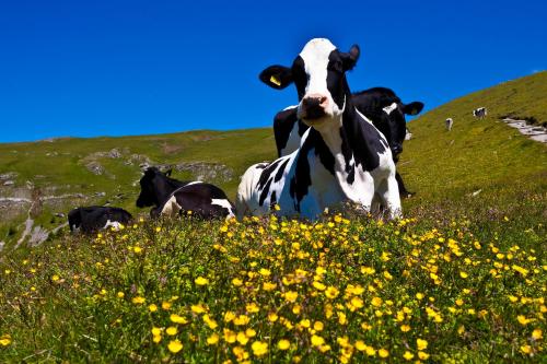 a black and white cow standing in a field of flowers at Alpenhof M&E in Bad Kleinkirchheim