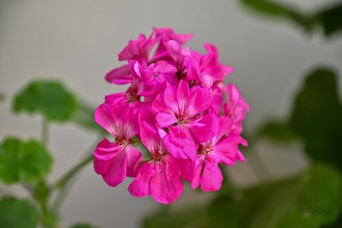 Zahrada ubytování SEN Garden Home