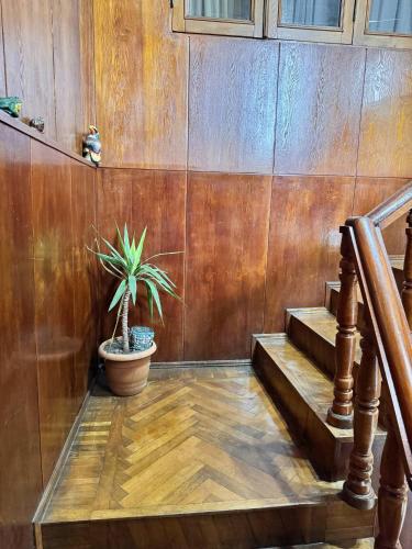 a staircase with a potted plant in a room at Villa Kosmopoliten in K'obulet'i