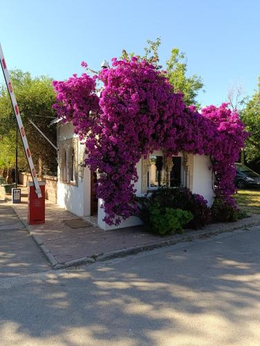 a building covered in purple flowers on a street at Apartamentos Camping El Palmar in El Palmar