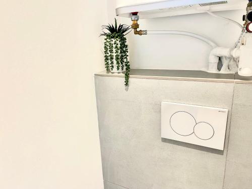a cactus sitting on top of a kitchen counter at Le Provençal Colline St Jacques in Cavaillon