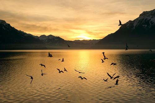 a flock of birds flying over a body of water at Casi - Partial lake view in Brienz