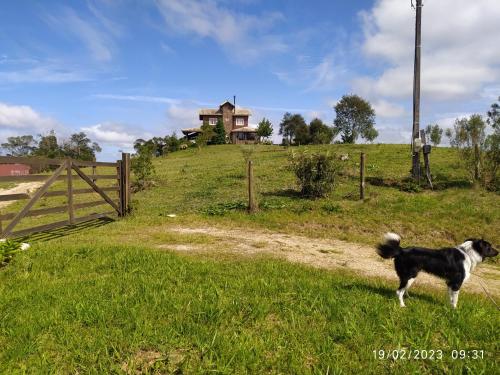 Et eller flere kæledyr der bor med gæster på Casa do Alto