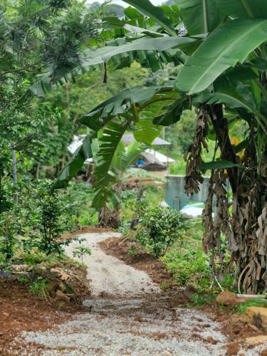 a dirt path in a forest with banana trees at Doichang Riverhouse in Ban Huai Khai