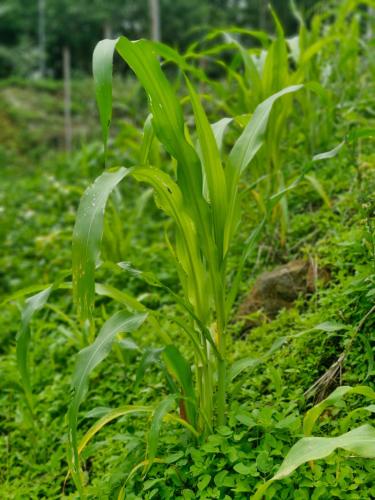 a green plant with a flower in the grass at Doichang Riverhouse in Ban Huai Khai