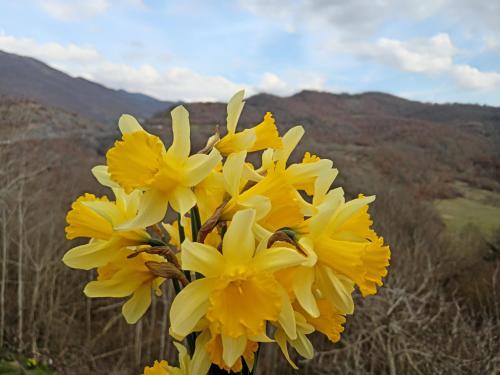 a bunch of yellow flowers sitting on top of a mountain at Casa Vacanze Antico Poggio in Poggio San Giovanni