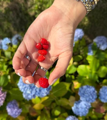 a person holding three raspberries in their hand at Maison de charme in Tour-en-Bessin