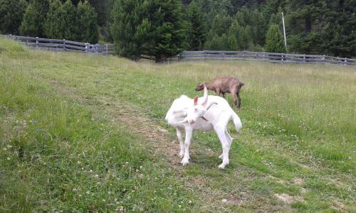 Animales en el hotel o alrededores
