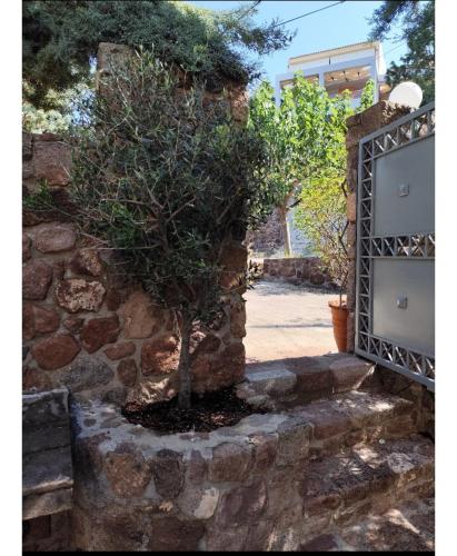 a tree in a stone wall next to a gate at new serenity villa aegina in Aegina Town