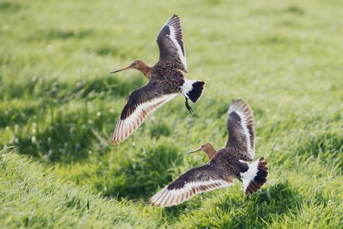 three birds flying in a field of grass at Boutique Hotel Texel in De Cocksdorp