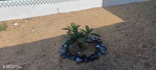 une plante dans un cercle rocheux au sol dans l'établissement Minimalist Homestay Dungun, à Kampong Sura Tengah