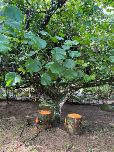 Φωτογραφία από το άλμπουμ του Chalé Som das Cachoeiras σε Παρατί