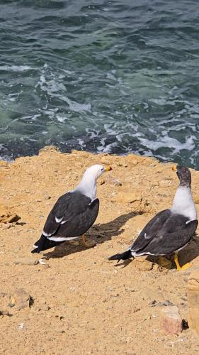 three birds standing on the beach near the water at Hotel Riviera Inka Paracas in Paracas