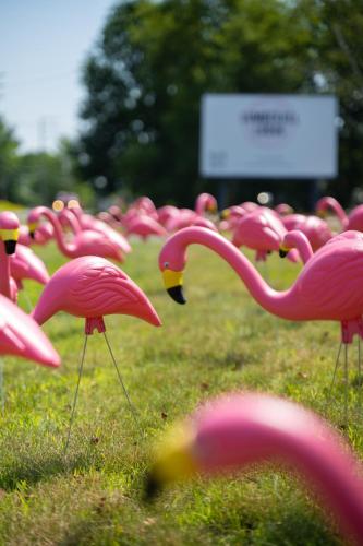 a group of pink flamingos standing in the grass at Lumber Jill Lodge 17 King Bed Retreat in Balsam Lake