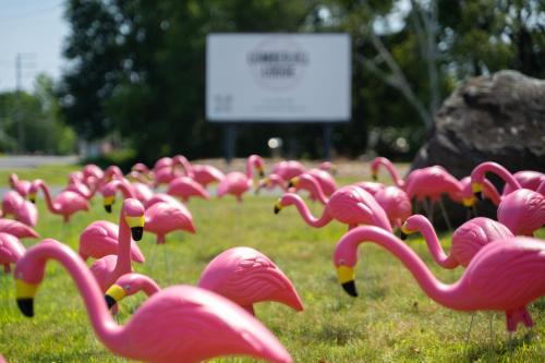 a group of pink flamingos in a field at Lumberjill Lodge 11 King Room in Balsam Lake