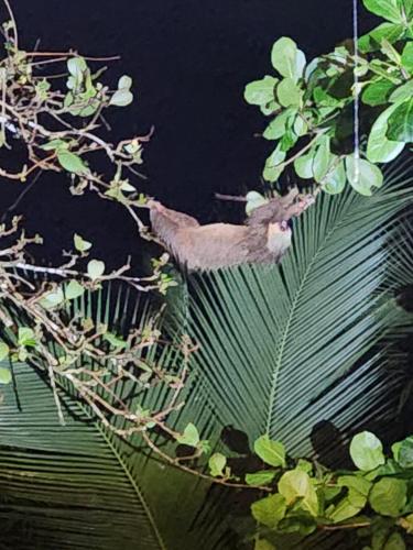 a cat sitting on top of a large leaf at Tesoro Escondido Ecolodge Cabinas in Bocas del Toro