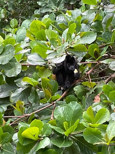 a monkey sitting on a branch in a tree at Tesoro Escondido Ecolodge Cabinas in Bocas del Toro
