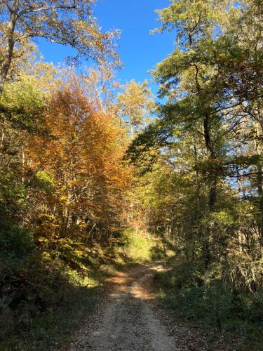 a dirt road in the middle of a forest at Tuscany Nature Relax in Pieve Santo Stefano