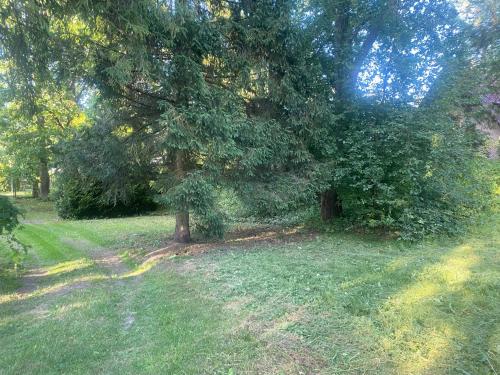a tree in the middle of a grass field at Domek letniskowy in Radawa