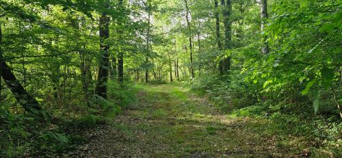 a trail in a wooded area with trees at Gîtes du Château de Malcombe in Rillé