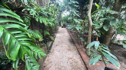 a path in the jungle with trees and plants at Casa Botánica de Aranjuez in San José