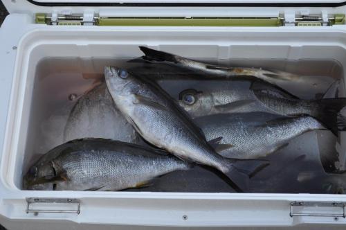 a plastic container filled with fish sitting in it at AJITO in Oshima