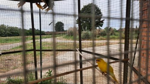 a yellow bird is standing on a cage at MUSEO GAR-AgriHotel in Certosa di Pavia