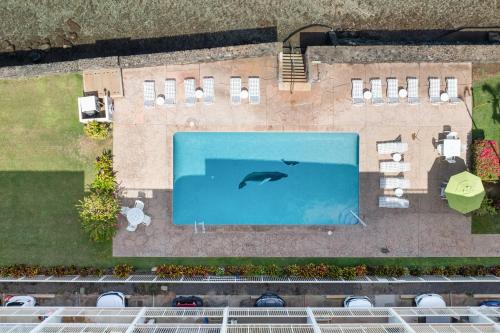 an overhead view of a swimming pool with a dolphin in the water at Lahaina Roads 407 in Lahaina