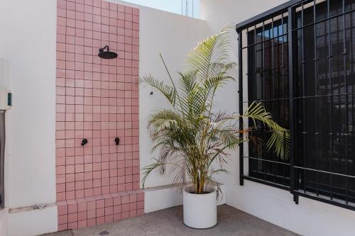 a plant in a pot next to a window at Apartment Ola Mita in Punta Mita