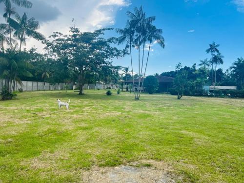 a dog standing in a field with palm trees at Chácara Cop 30 in Marituba