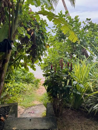 Taman di luar Beachfront Hostel